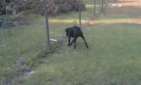 boxer peeing on electric fence|urinating on an electric fence.